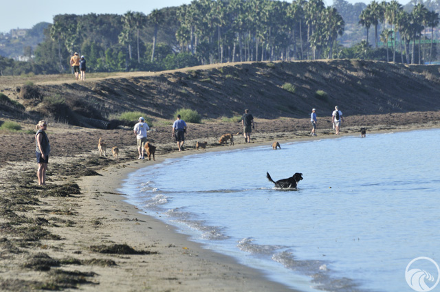 Fiesta Island Dog Park